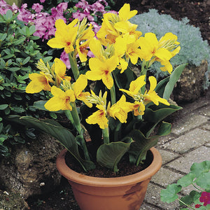 Canna Dwarf 'Yarra'
