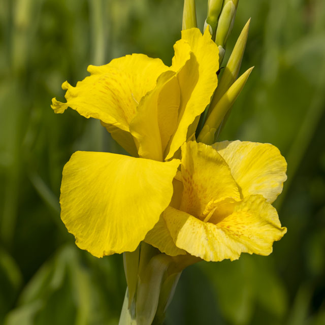 Canna Dwarf 'Yarra' - Botanus