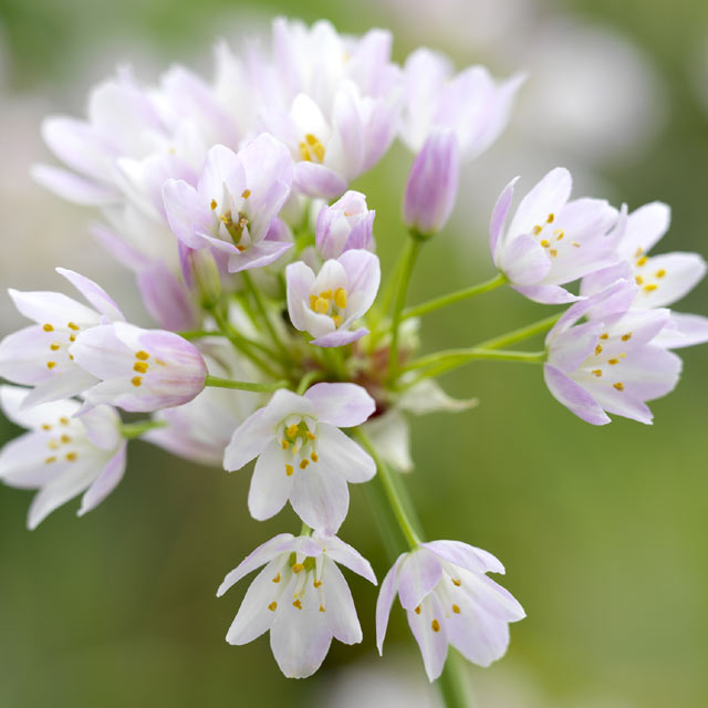 Allium roseum - Botanus