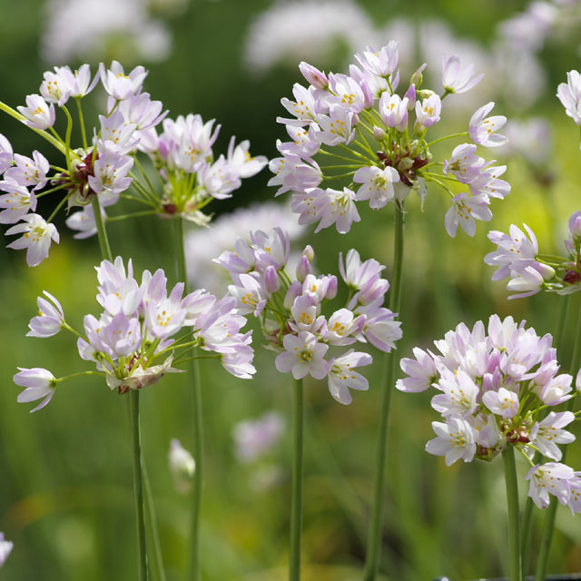 Allium roseum - Botanus