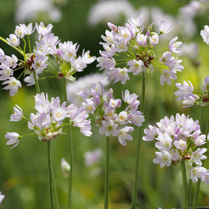 Allium roseum