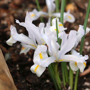 Iris reticulata 'Louise'