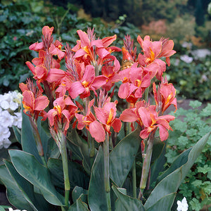 Canna Dwarf 'Pink Beauty'