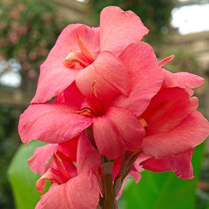 Canna Dwarf 'Pink Beauty'