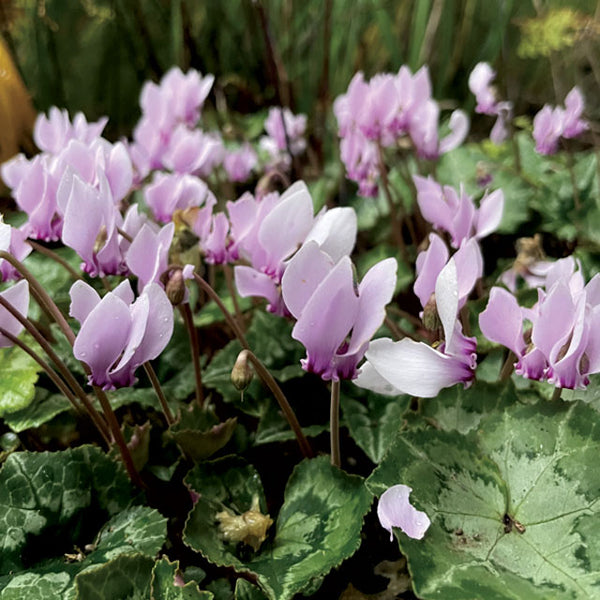 Cyclamen hederifolium - Botanus
