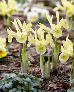 Iris reticulata 'Katharine's Gold'