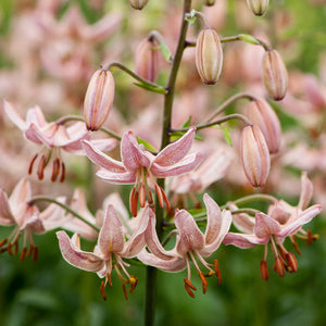 Pink Morning Novelty Lily