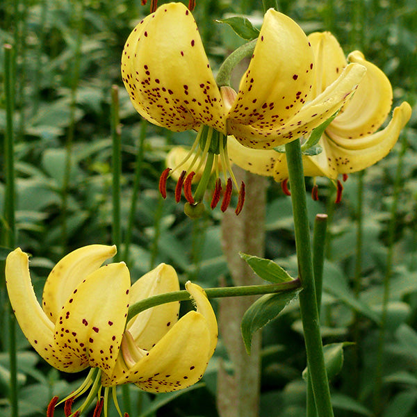 Golden Morning Novelty Lily - Botanus