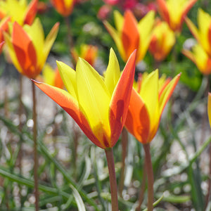 Chrysantha Mini Botanical Tulip
