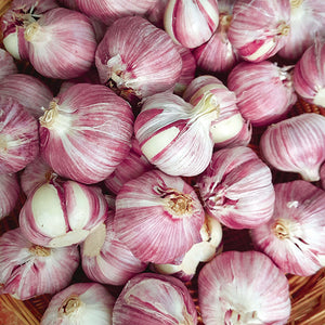 Purple Glazer Hardneck Garlic