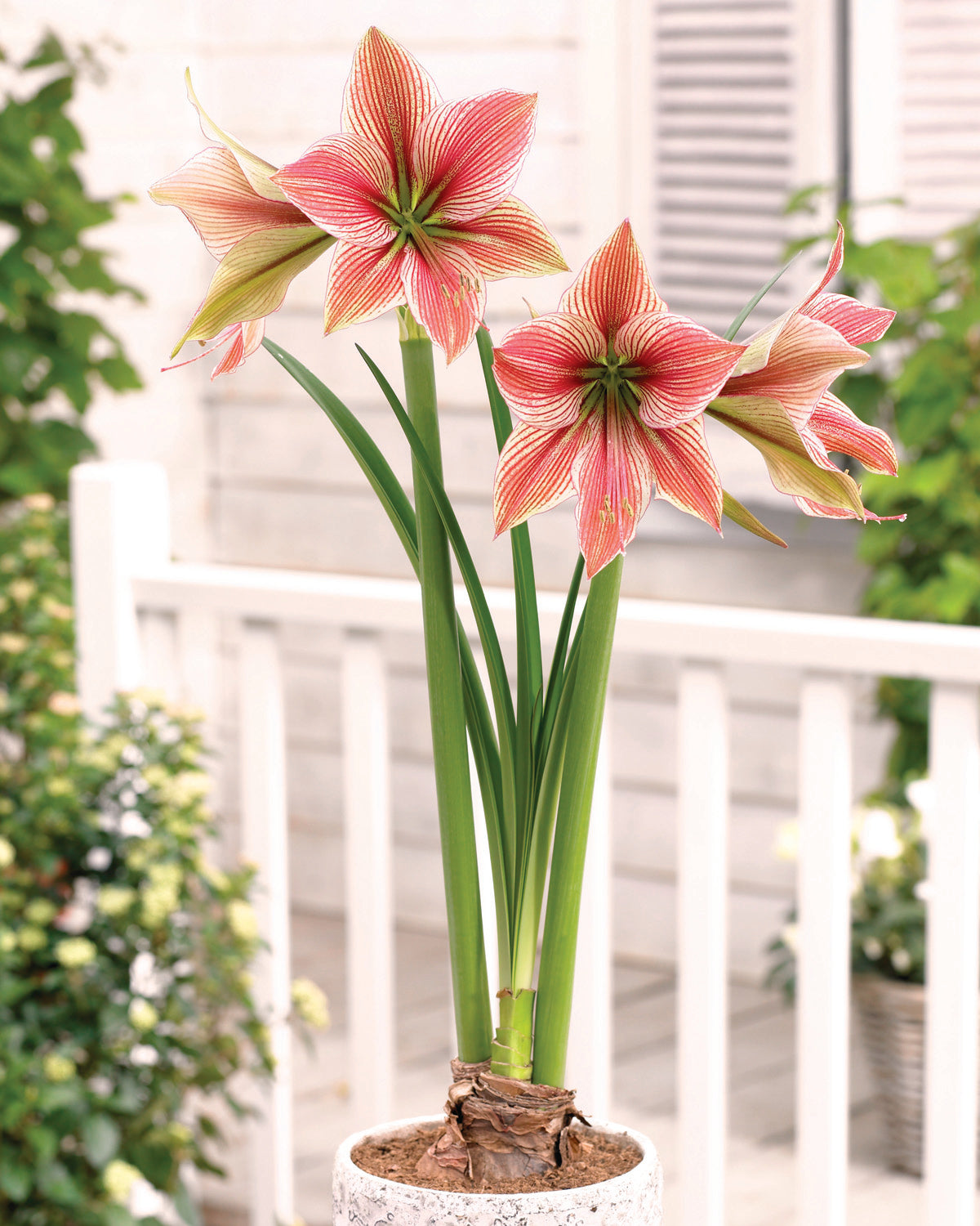 Exotic Star Novelty Amaryllis - Botanus
