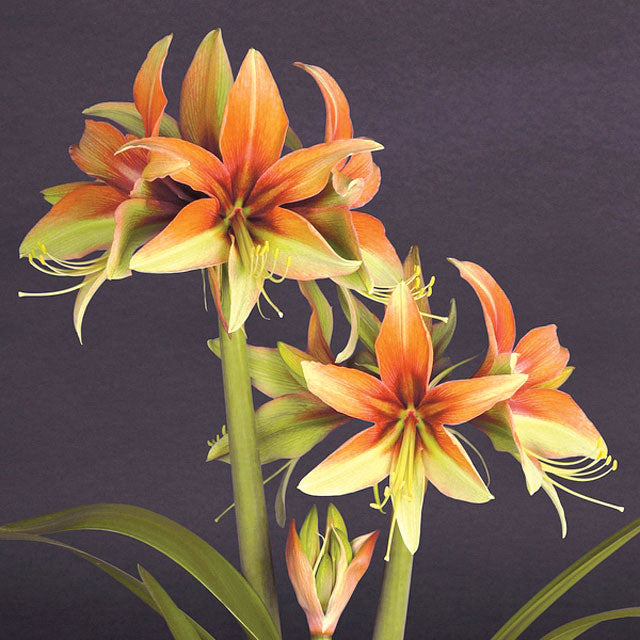 Wild Amazone Novelty Amaryllis - Botanus