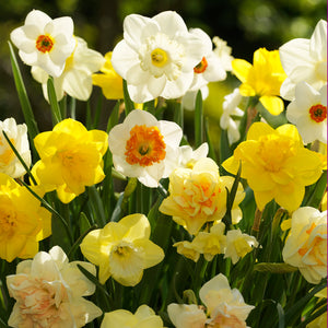 Fragrant Narcissi Mix