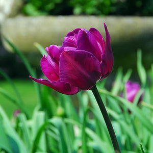 Purple Flag Triumph Tulips