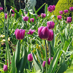 Purple Flag Triumph Tulips
