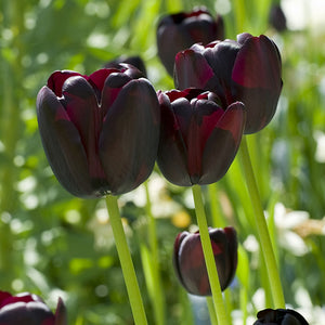 Queen of Night Single Late Tulips
