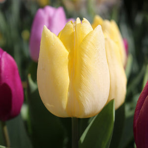 Sunny Prince Single Early Tulip