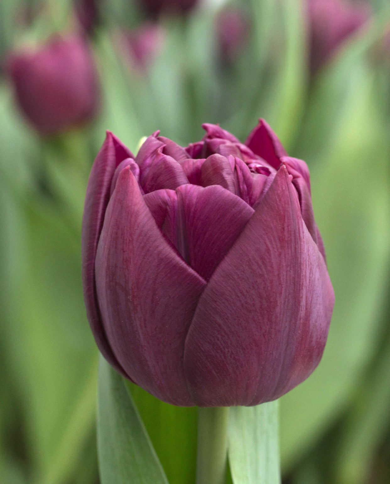 Alison Bradley Double Early Tulip - Botanus