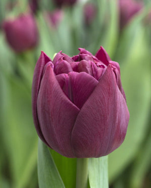 Alison Bradley Double Early Tulip