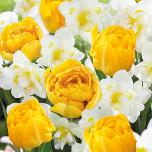 Burst of Joy Creative Combination