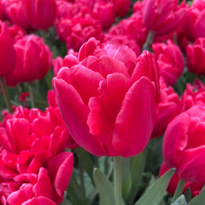 Red Foxtrot Double Early Tulip