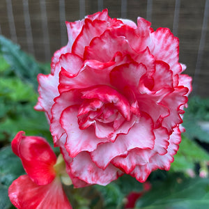 Marmorata Novelty Begonia