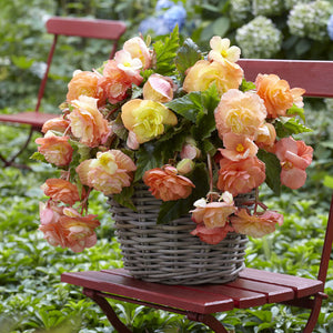 Splendide Ballerina Novelty Begonia