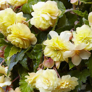 Sunny Dream Novelty Begonia