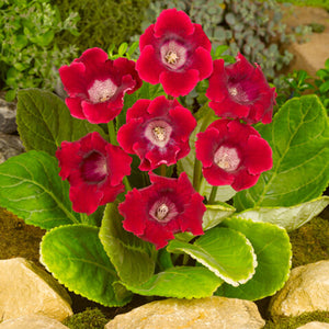 Etoile de Feu Gloxinia