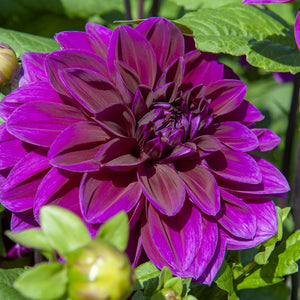 Thomas Edison Decorative Dahlia