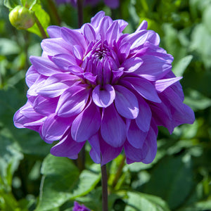 Bluetiful Decorative Dahlia