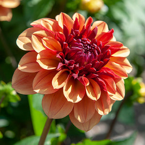 Creme de Cognac Decorative Dahlia