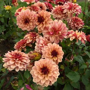 Creme de Cognac Decorative Dahlia