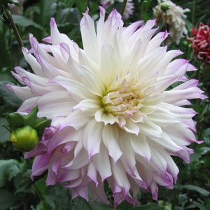 Ferncliff Illusion Giant Dinnerplate Dahlia