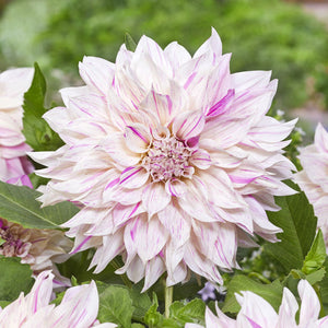 Cafe au Lait Twist Giant Dinnerplate Dahlia