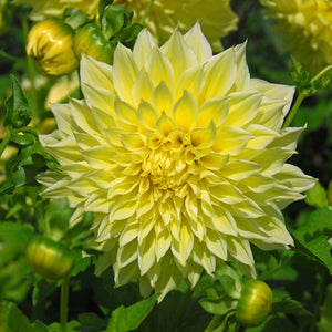 Kelvin Floodlight Giant Dinnerplate Dahlia