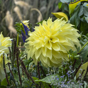 Kelvin Floodlight Giant Dinnerplate Dahlia