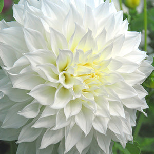 Fleurel Giant Dinnerplate Dahlia