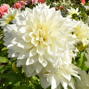 Fleurel Giant Dinnerplate Dahlia