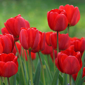 Canadian Liberator Triumph Tulip