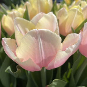 Premium AI Image  Tulip's Whisper A Single Petal of Spring Vibrant and  Velvety