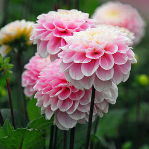 Wizard of Oz Pompon Dahlia
