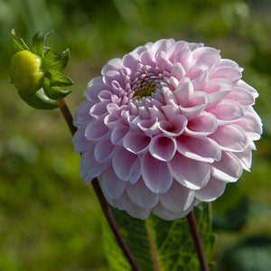 Wizard of Oz Pompon Dahlia