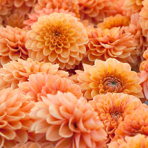 Maarn Ball Dahlia