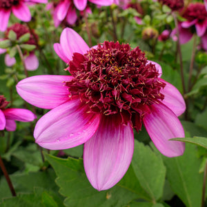 Poodle Skirt Novelty Dahlia