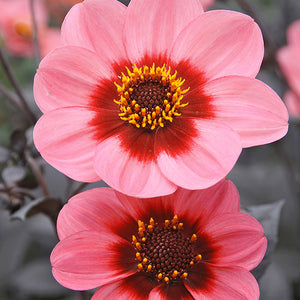 Dahlegria Tricolore Novelty Dahlia