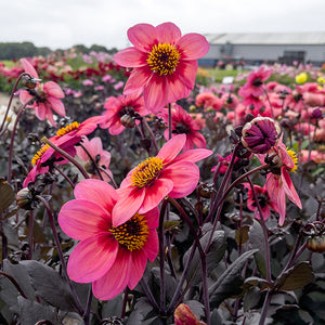 Dahlegria Tricolore Novelty Dahlia