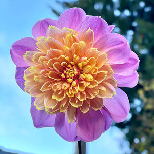 Lifestyle Novelty Dahlia