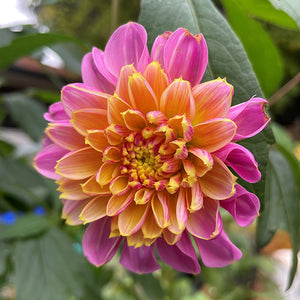 Lifestyle Novelty Dahlia