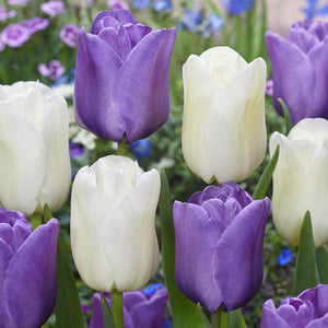 Blueberry Sundae Creative Combination